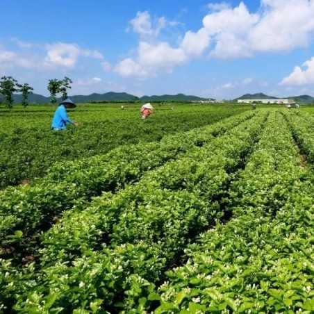 Jasmin Mao Feng Green Tea – Cold Infusion